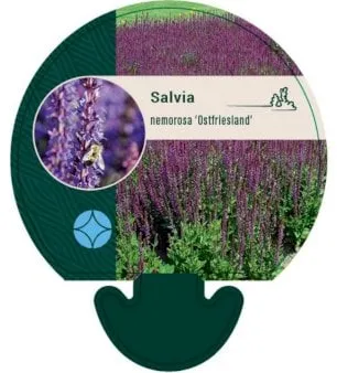 Sálvia-perene