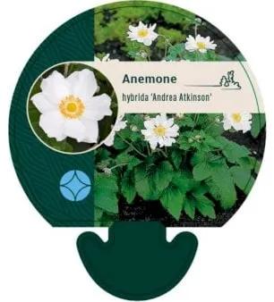 Anêmona de outono