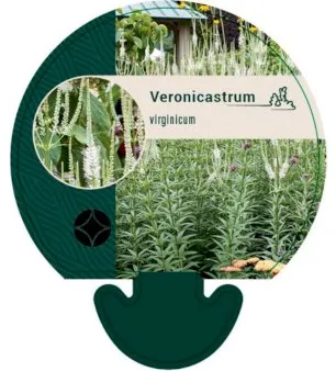 Verônica-da-Virgínia